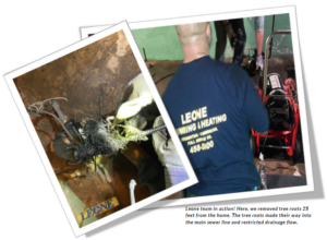 Leone Plumbing Professional Tree Root Removal