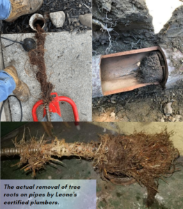 Removal of tree roots from pipes by Leone Plumbing.